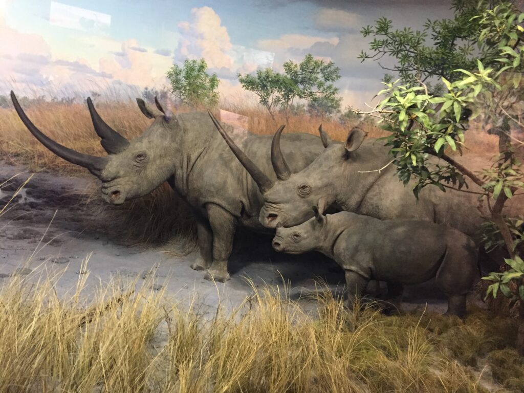 Museu Americano de História Natural - NYC