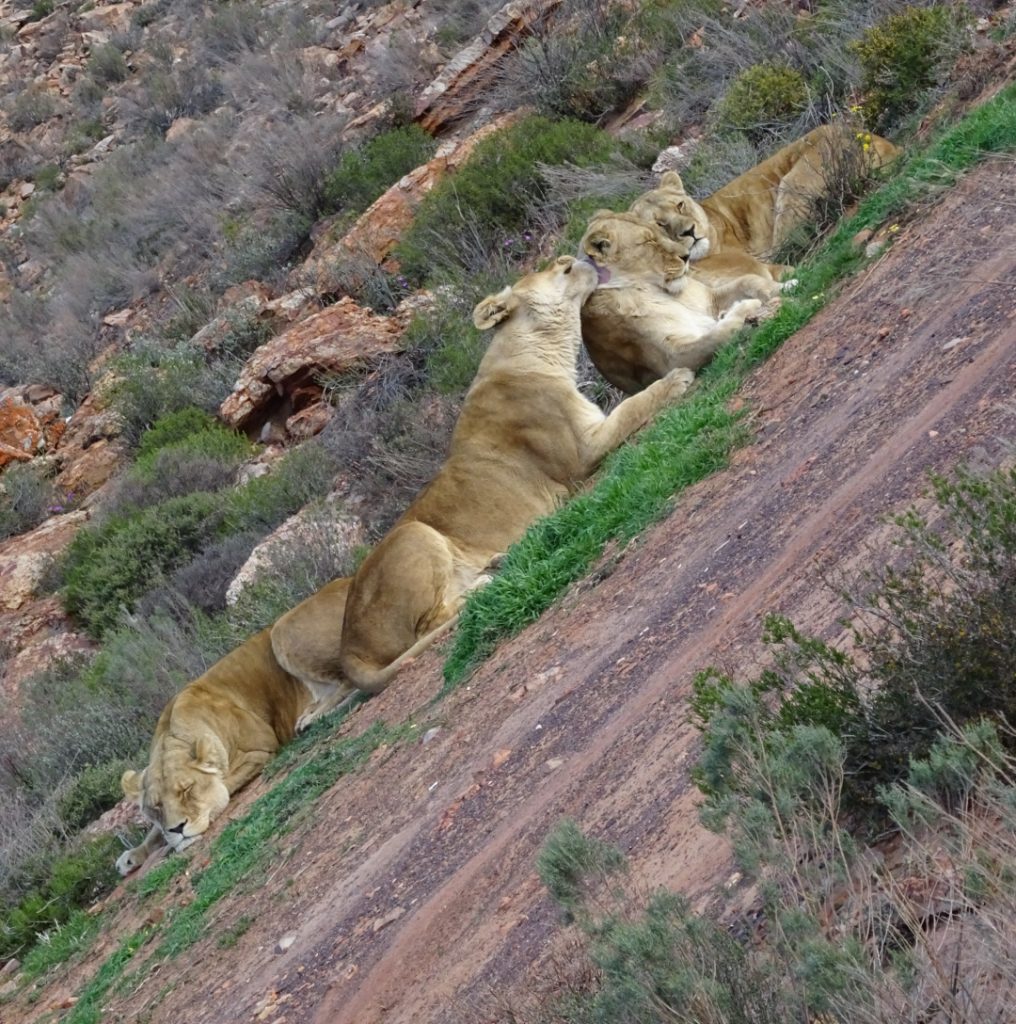 Safári Aquila Game Reserve