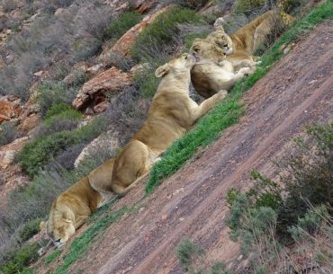 Safári Aquila Game Reserve